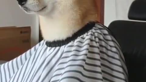 Funniest Cats and Dogs 2022 new 🐱🐶 Part 5