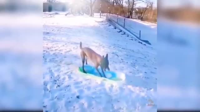 My dog enjoying snowboard surfing