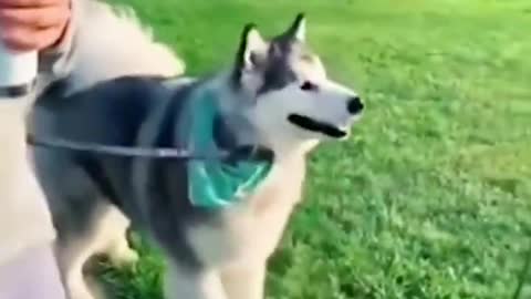 Hilarious Animal Videos That Will Make You Laugh 😂😂 Funny Pets
