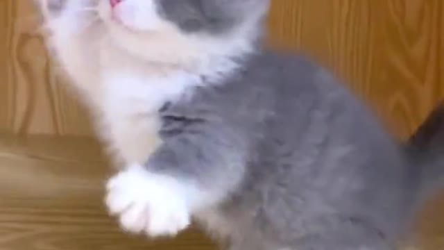 Appreciation of the best cute pets in 2022