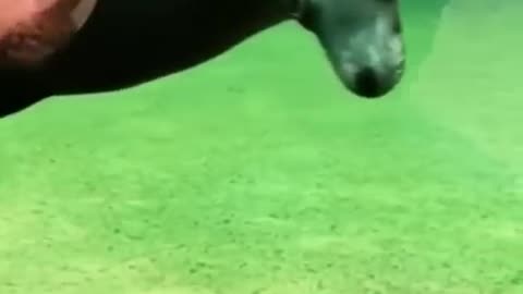 Funny_animal_video