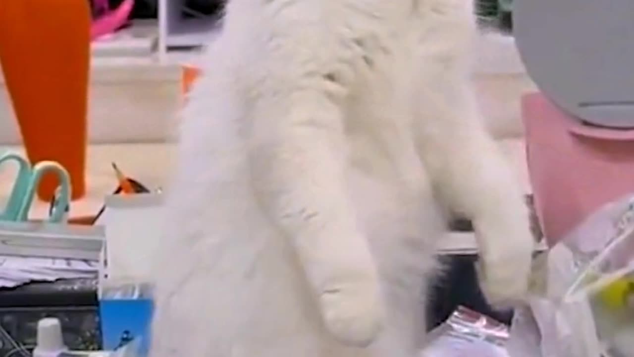 Funny Animal Video 2023😂-Funniest Cats 🐱 Video#funnycatsvideo #funnycatscompilation #shorts #viral