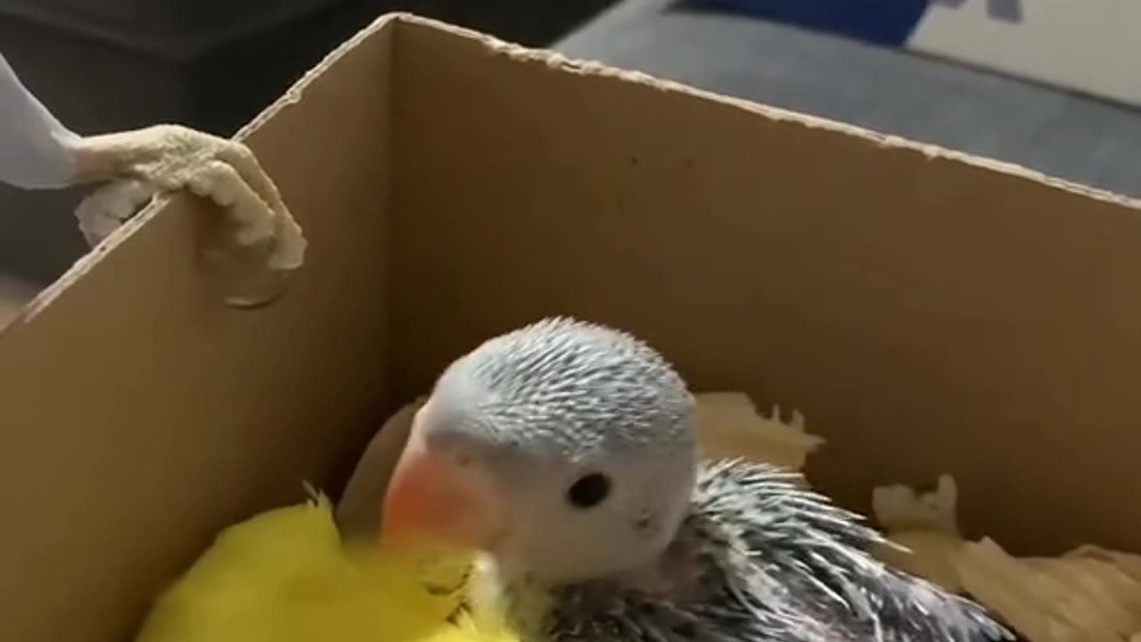 parrot Love to little parrot