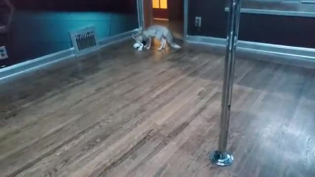Fawzi Fox gets crazy in the litterbox