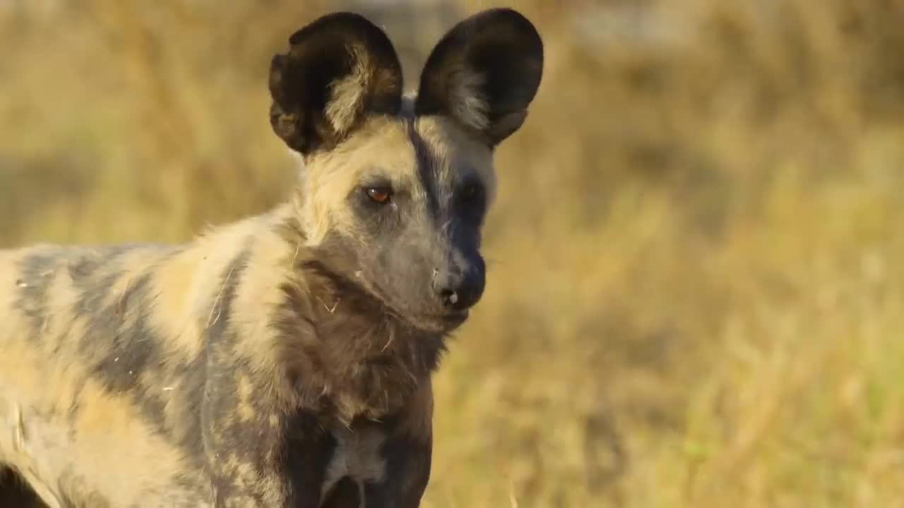How if Wild dogs meets robotic