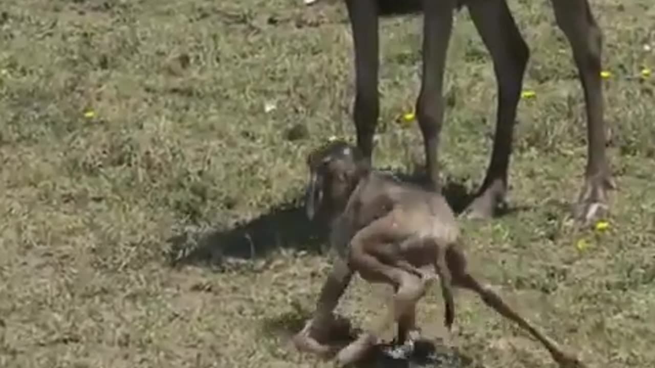 Babies learning to walk