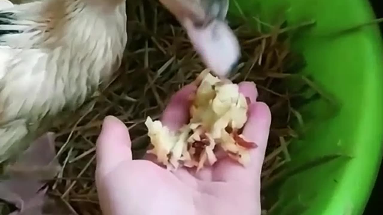 These are my ducks Bubu and Yogi, they prefer to eat from your hand not from a tray ;-)