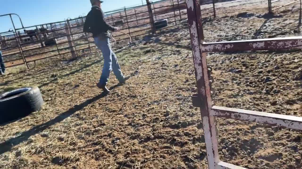 Gathering Feral Horses On the Navajo Nation!