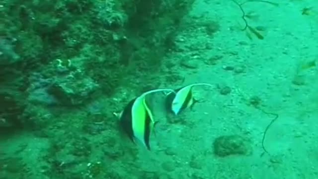 Buceo Isla del Caño 2009. Mergulho Costa Rica. Costa Rica Divers