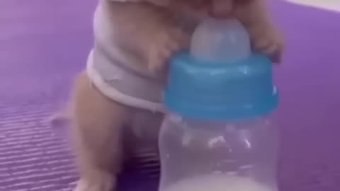 See how the kitten drinks milk