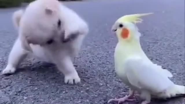 Funny fight dog and bird