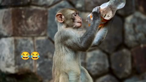 Monkeys drink alcohol