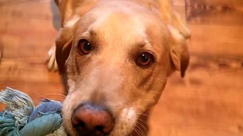 Senior Labrador refuses to lose!