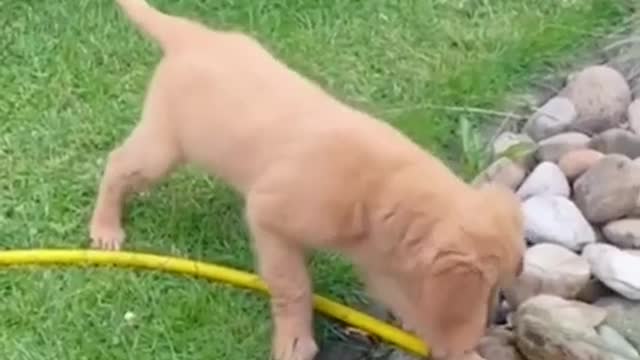 Dog funny video