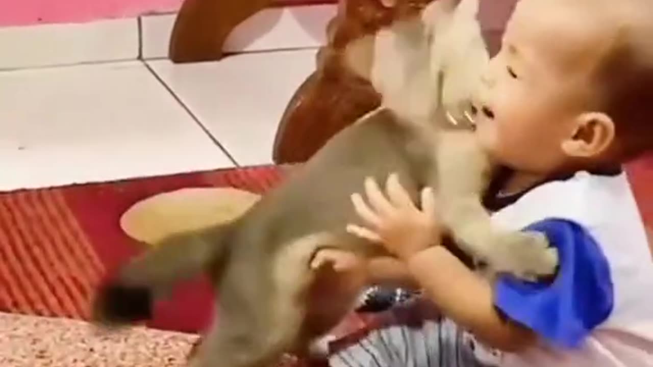 #funny cats#funny animals