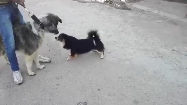 Small puppy dog training armed men