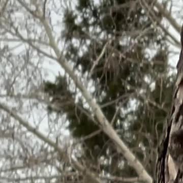 Squirrel is coming down from a tree