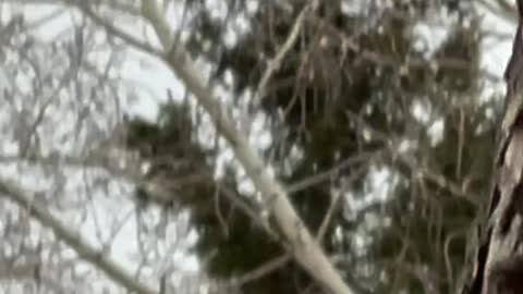 Squirrel is coming down from a tree