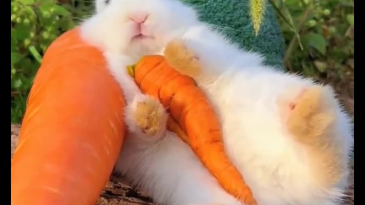 Funny_cute_🐇rabbit's_beautiful_moment_😍🥰___#shorts_#trending