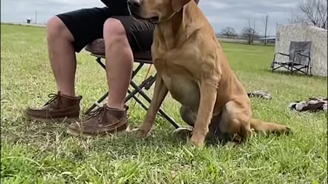 labrador retriever training the dog