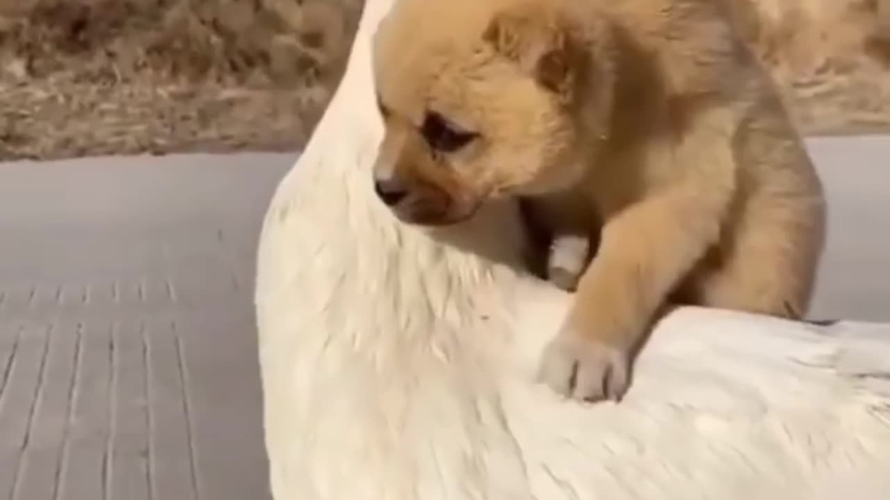 Lovely dog playing with a duck 🐶