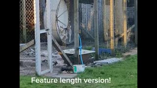 Husky Running Wheel
