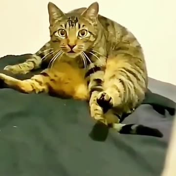 Cute Facial Expressions of Striped Cat