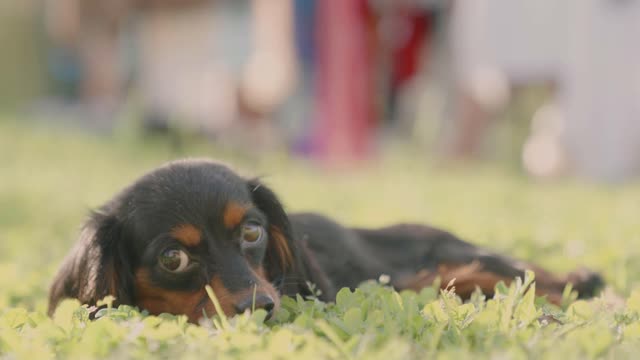 How therapy dogs can improve your health.