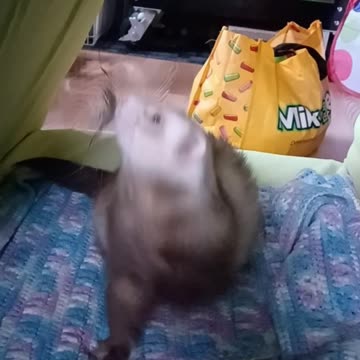 Crazy Ferret!