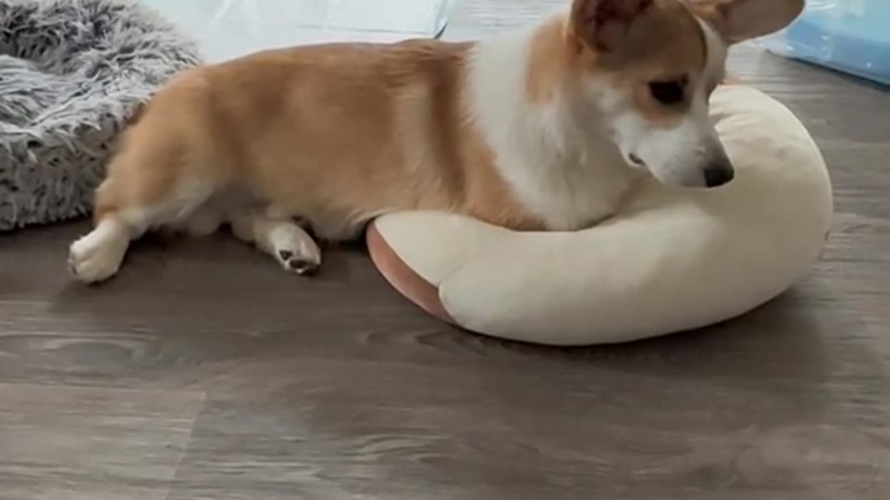Does anyone else wake up like this? 🤔🐶