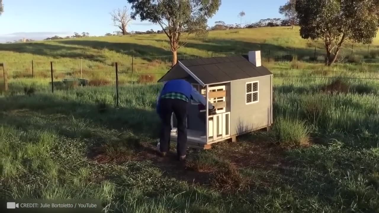 Emotional Animal Reunions with Owners