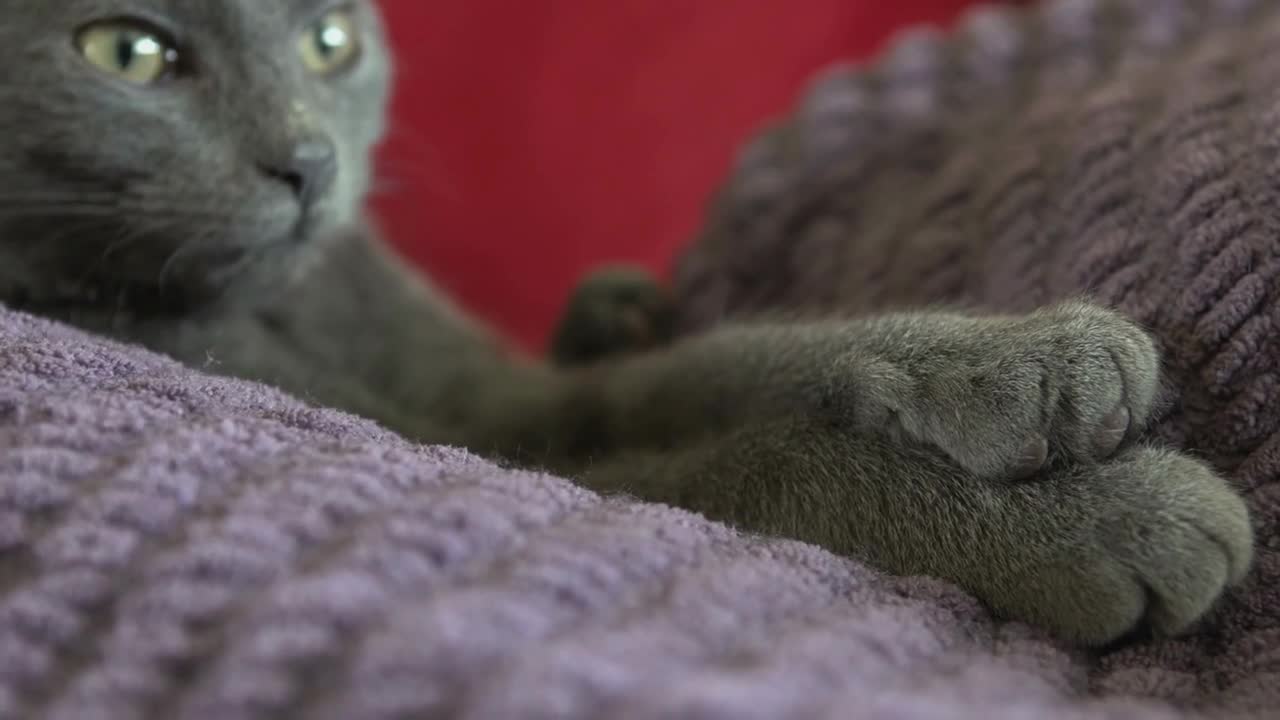 Kitten relaxing on blanket