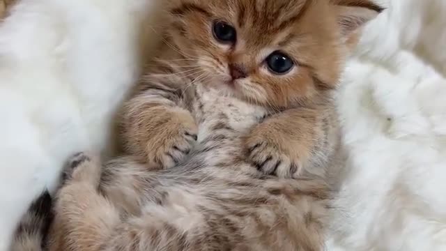 cute cat