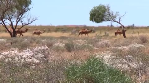 Animal world video camel