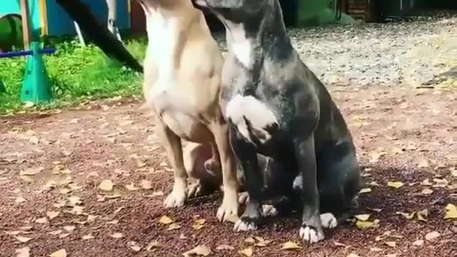 .Two synchronous dogs.