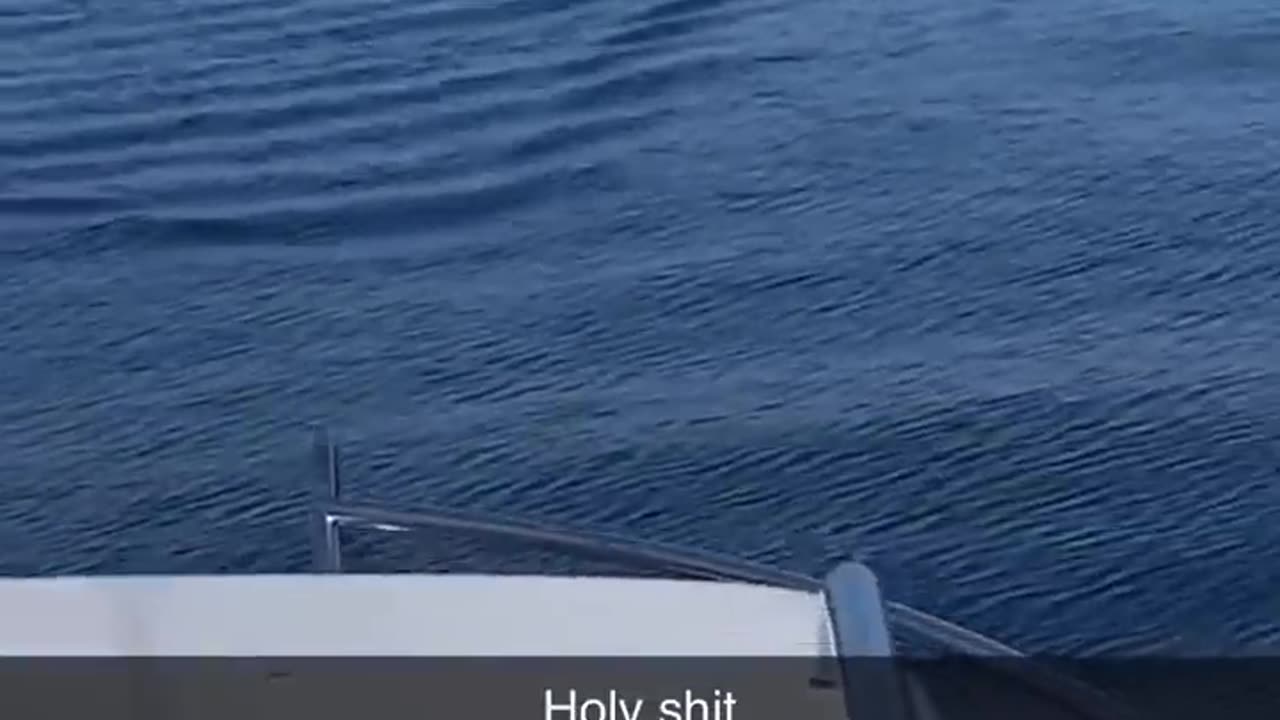 Giant Shark Getting Close 🤯