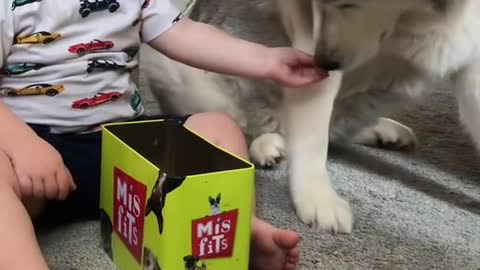 The Full 4 Year Story Of My Husky & Baby Becoming Best Friends!! [WITH MUSIC