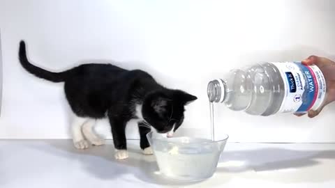 CATS TRY THICK WATER 🐯