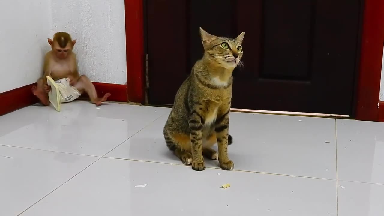 Cat And Baby Monkey Fighting