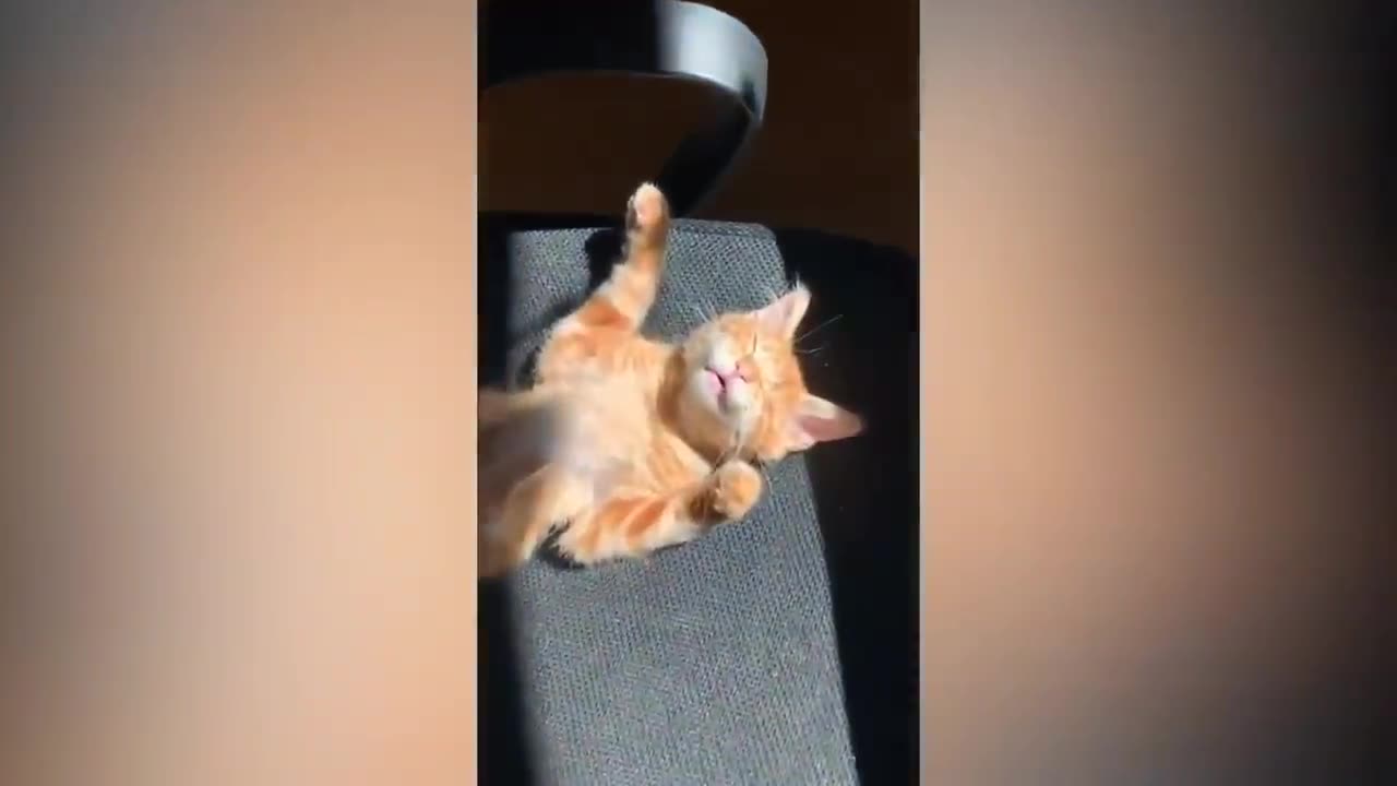 Cute cat videos