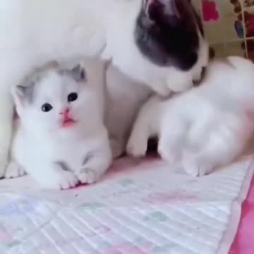 Cute cat love