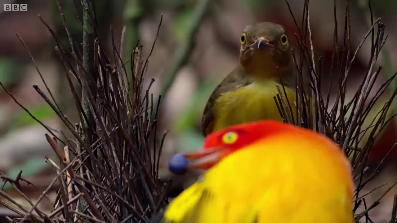 The Bowerbird's Grand Performance! | Life Story |