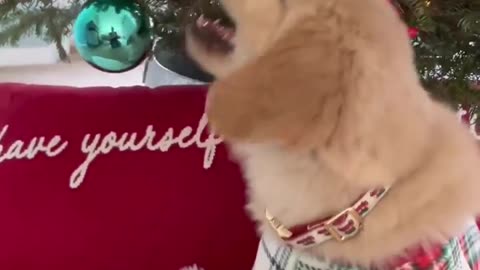 Puppy Plays with Christmas Tree!(1)