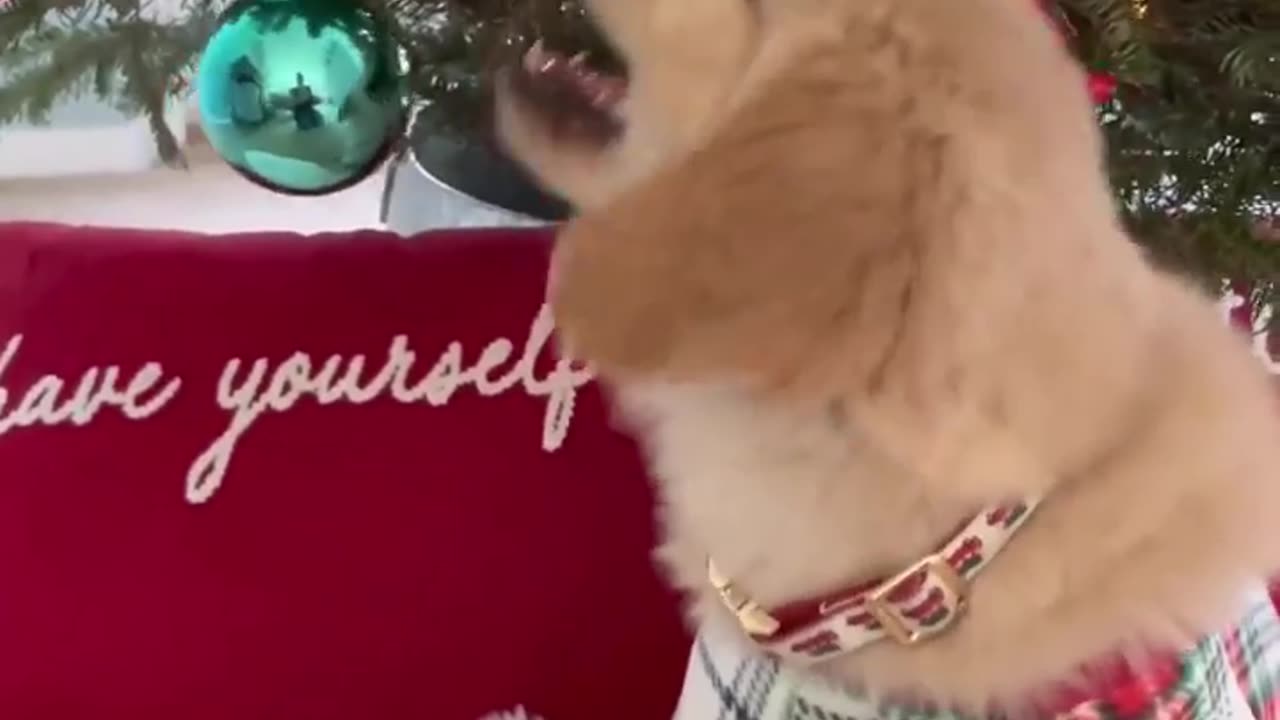 Puppy Plays with Christmas Tree!(1)