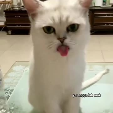 The Cat is spicy after eating chili