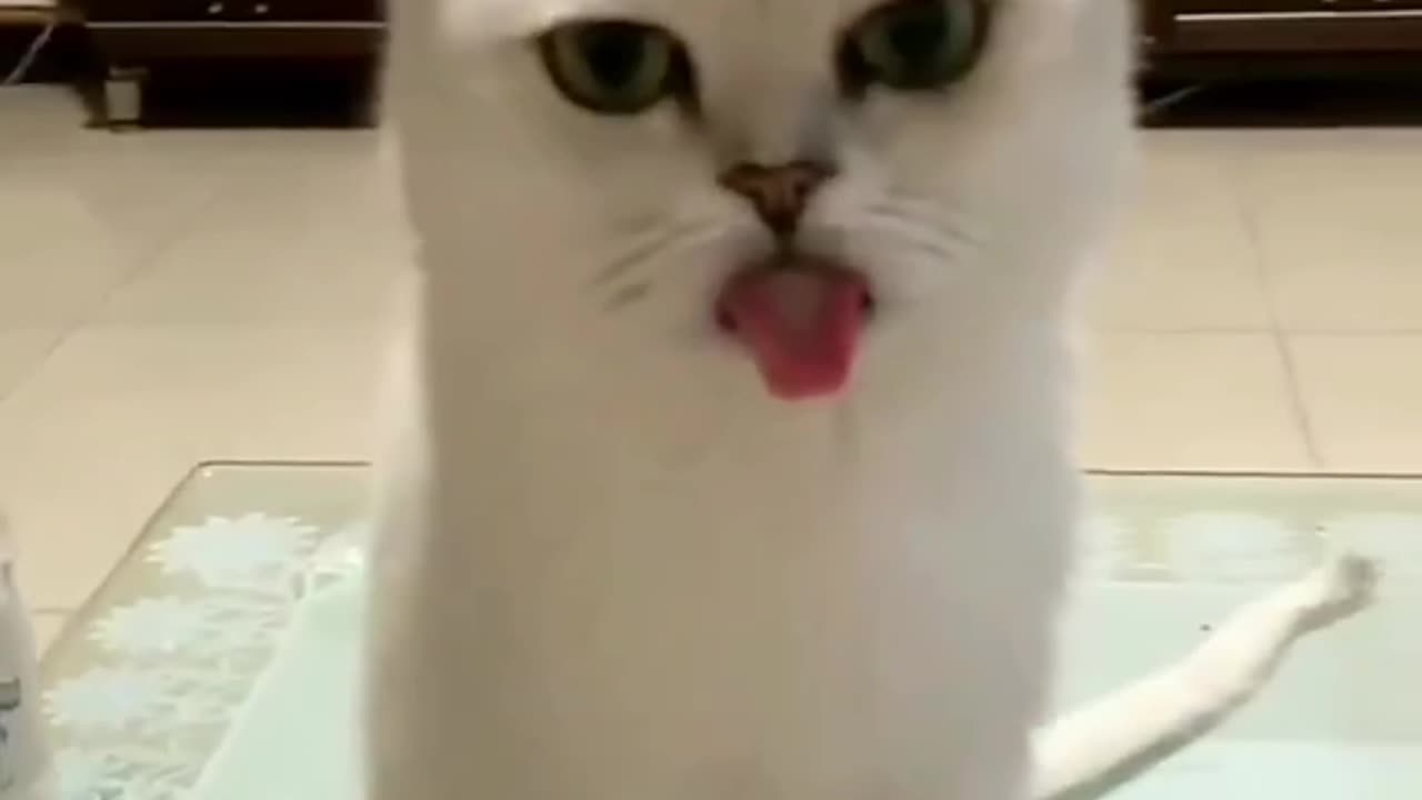 The Cat is spicy after eating chili
