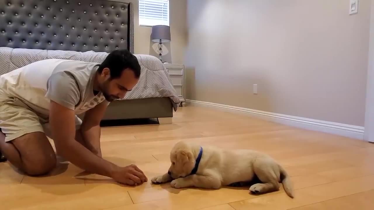 Labrador puppy learning and performing training command