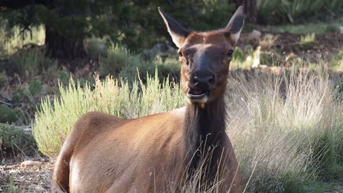 Rocky Mountain elk