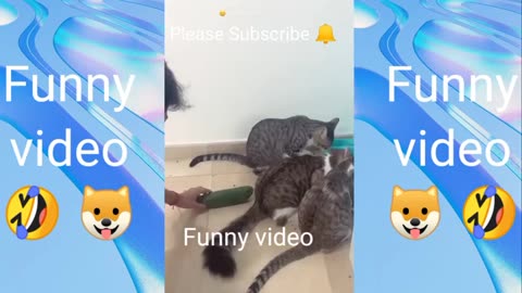 Funny Cat women video