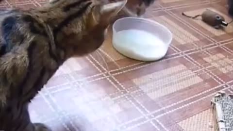 Funniest Cat Videos Compilation in 2 Minute